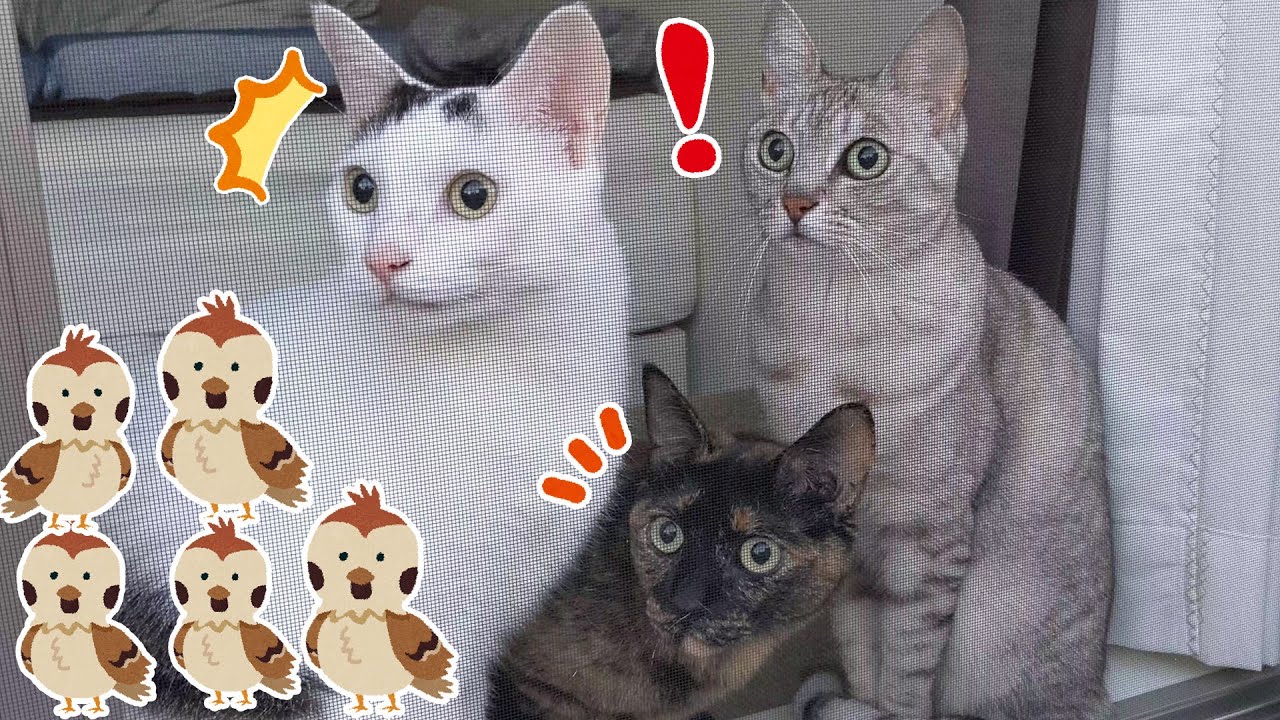 目の前に鳥の大群がやって来たときの猫たちの反応がこちら！
