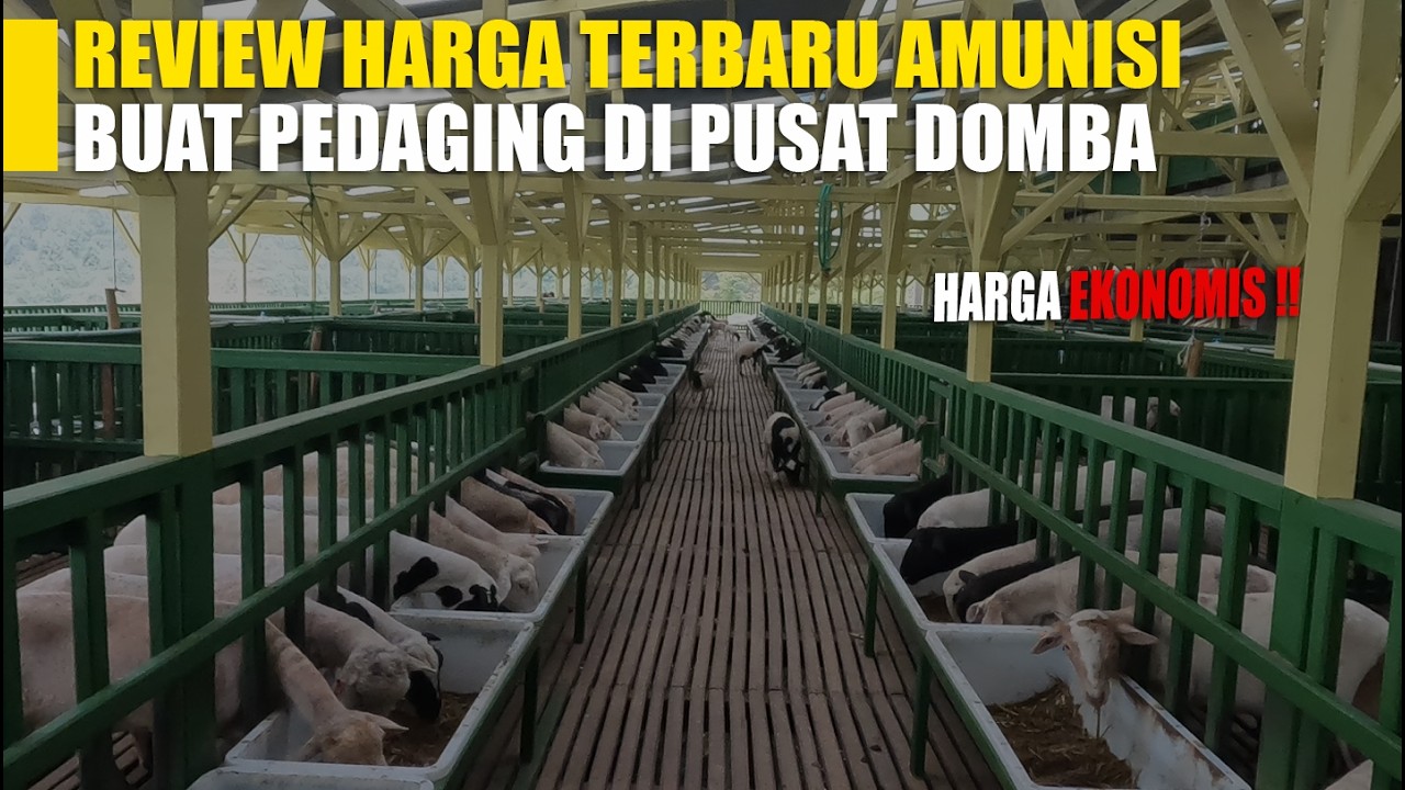 STOK TERBARU !! Harga Domba Pedaging Ekonomis & Berkualitas @pusatdomba