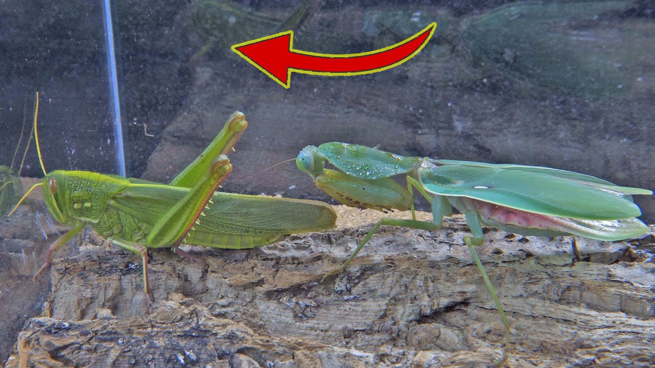 功夫螳螂 VS 巨型蝗蟲 , Kung Fu Mantis VS Giant Locust