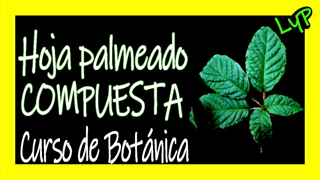 Hoja compuesta Palmeada 🌿🍀🌱🍁 Hojas del GUAYACÁN | Hojas peltado compuestas Curso de botánica online