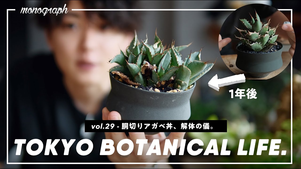 胴切りしたアガベは1年で何株に増えたのか？【TBL29】