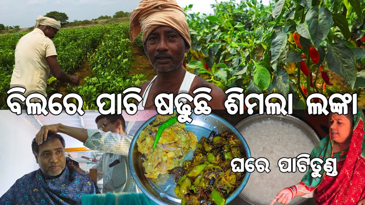 ଘରେ ହେଲା ପାଟିତୁଣ୍ଡ l ବିଲରେ ପାଚି ଷଢୁଛି ଶିମଲା ଲଙ୍କା l Pakhala 😋 l Gouranga Nayak Odia Vlogs 