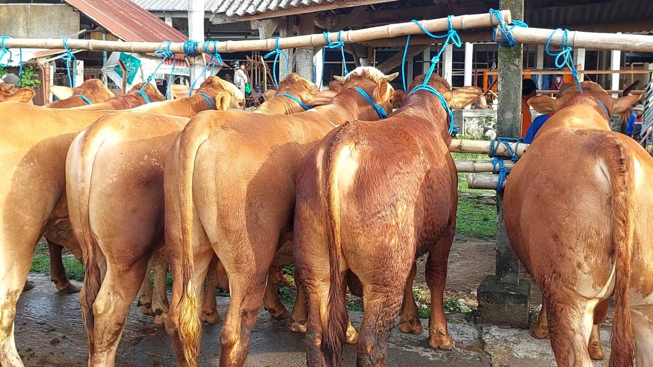 Harga BAKALAN SUPER TERBARU‼️ Pasar Sapi Plaosan 
