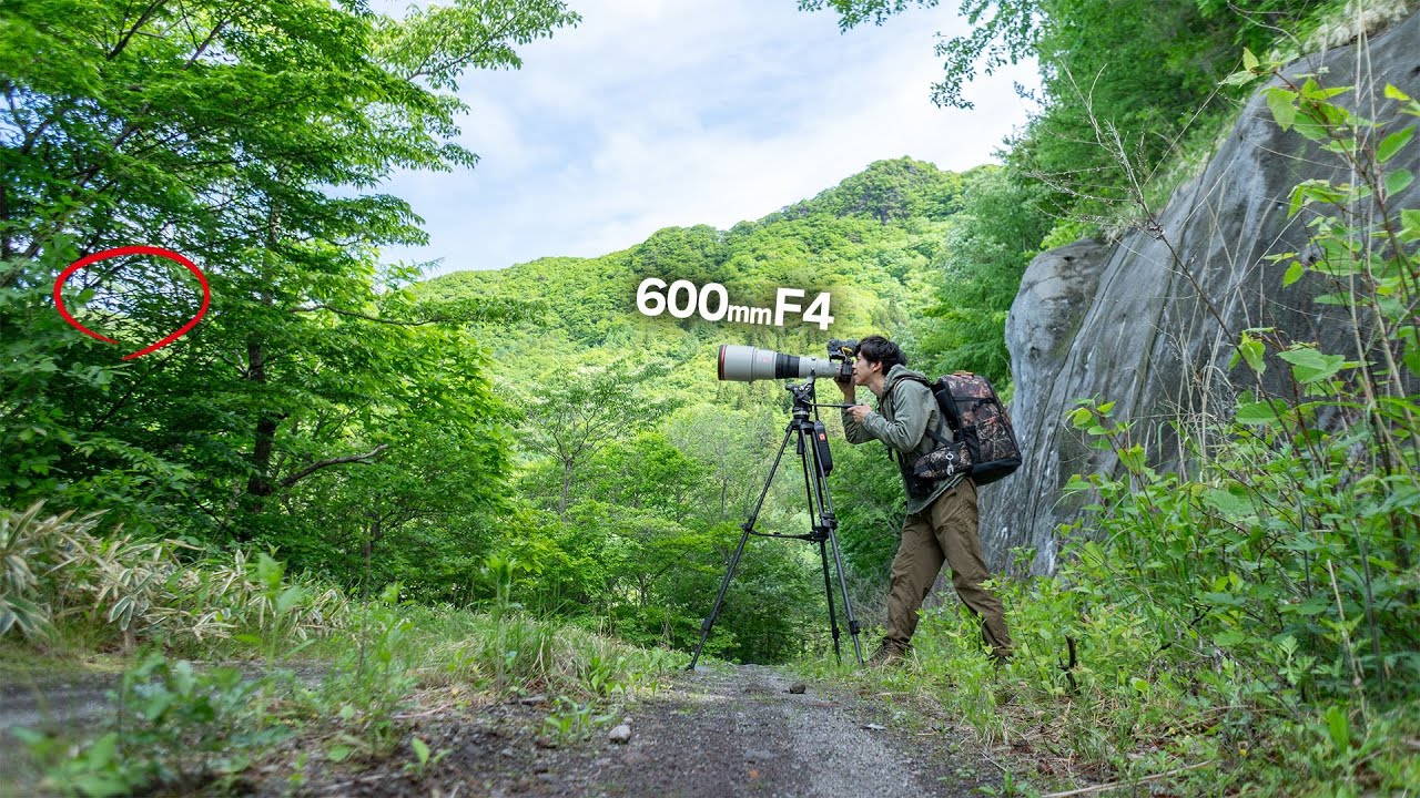 最強の画質で林道と高原で野鳥を撮ると...優勝です。