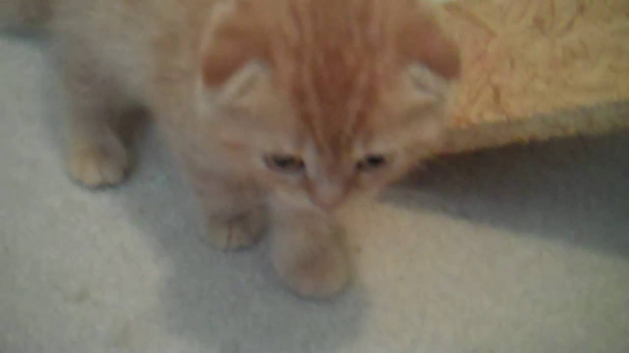 Tiny Kitten's Tiny Meow