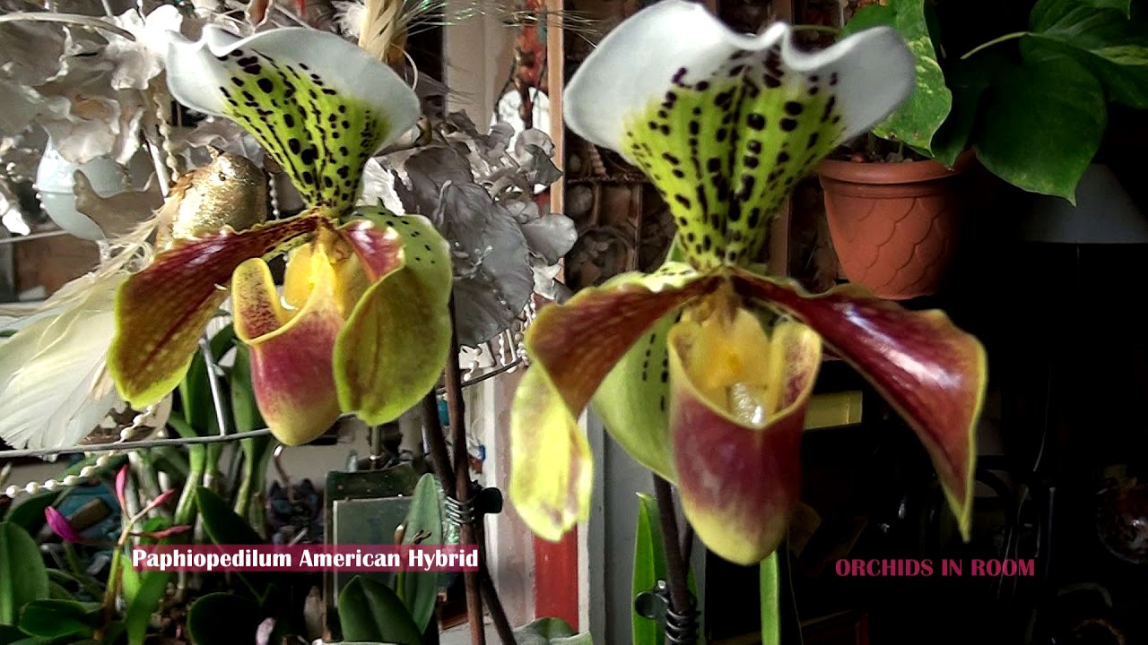 Paphiopedilum American Hybrid Home Bloom.