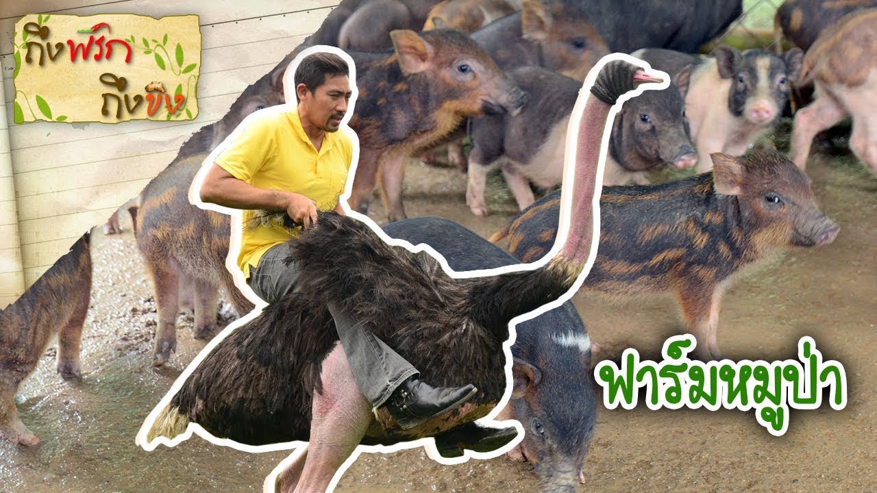 หมูป่า | ถึงพริกถึงขิง 05-07-19