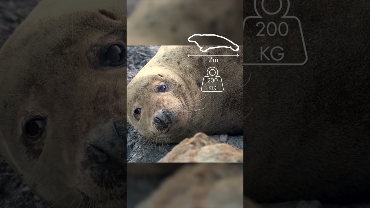 Grey seals: how to tell the difference between males & females