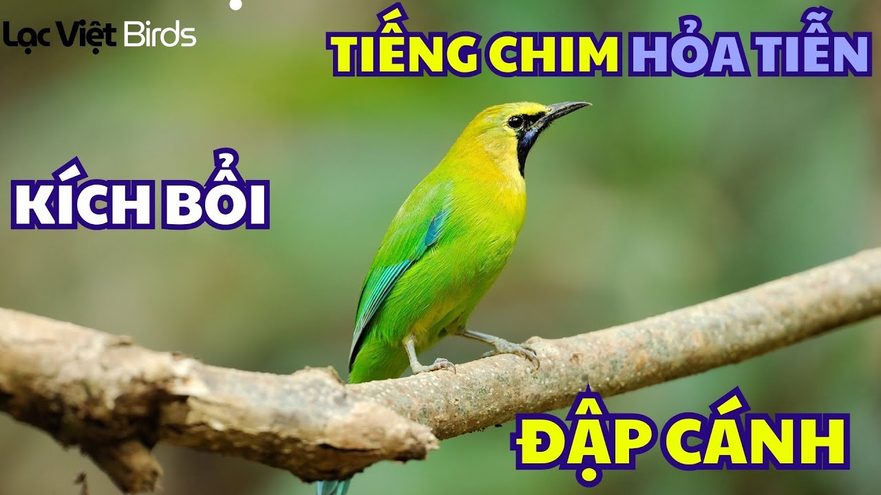 Tiếng CHIM HỎA TIỄN  Blue winged Leafbird SOUND | Chloropsis cochinchinensis sound