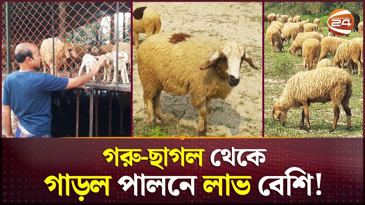 গাড়লের খামার করে বেকারত্বকে বিদায় | Garole Sheep | Dinajpur News | Channel 24
