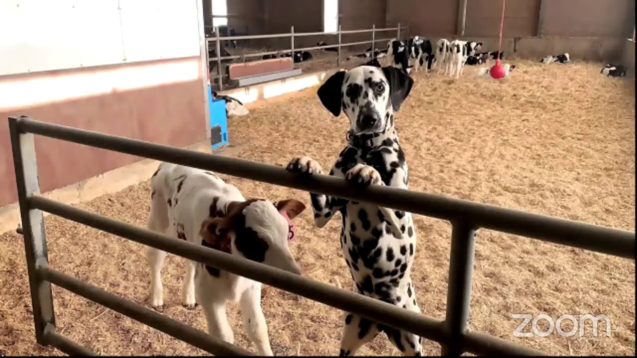 Sommer Dairy Virtual Farm Tour