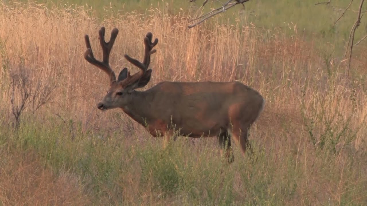 Velvet - Huge Mule Deer from the West