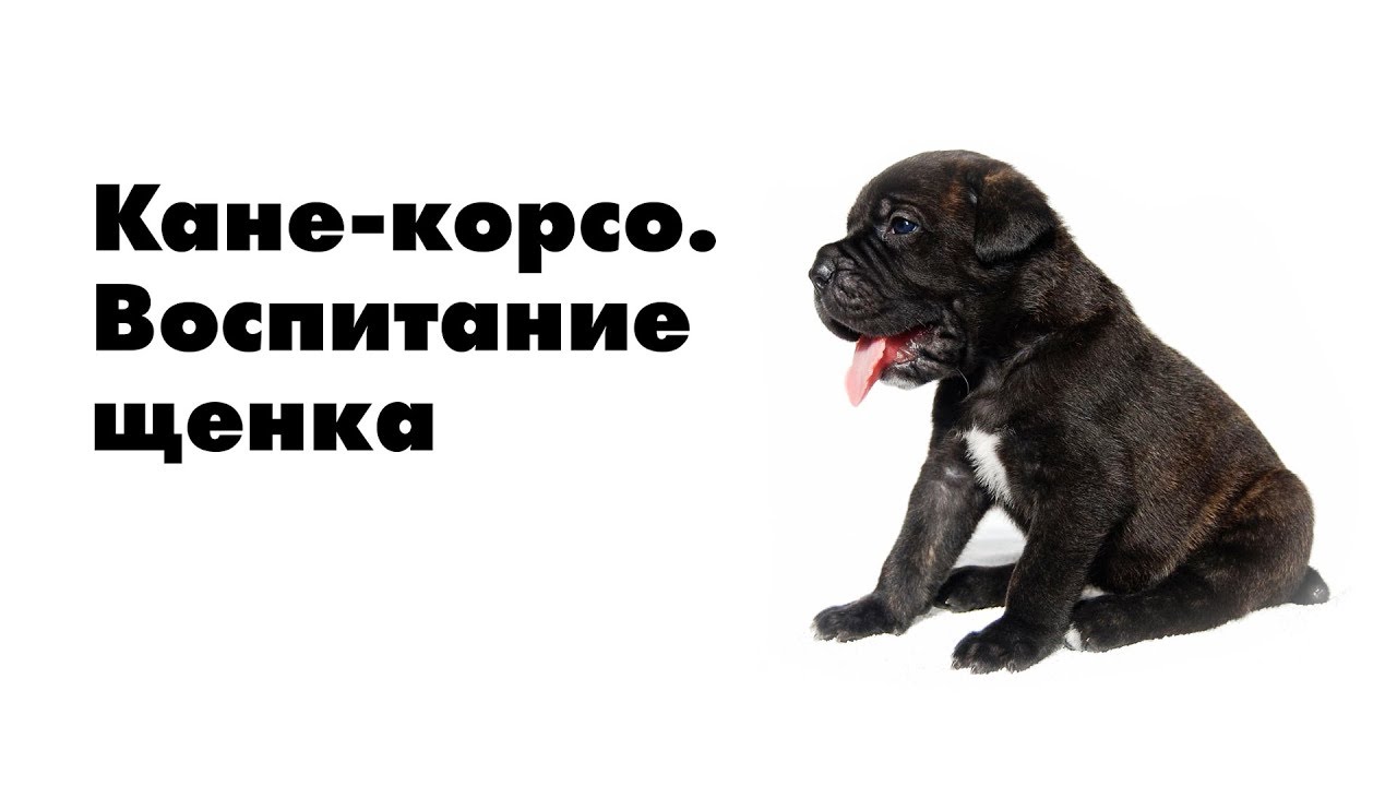Воспитание щенка Кане-Корсо