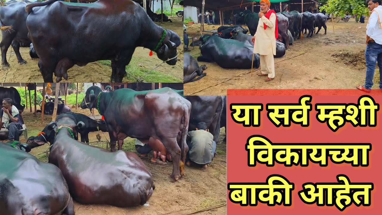 धुळ्याचा म्हशीचा बाजार || गीर, जाफर, मुरा अशा प्रकारच्या म्हशी येतात या बाजारात || Dhule Buffalo ||