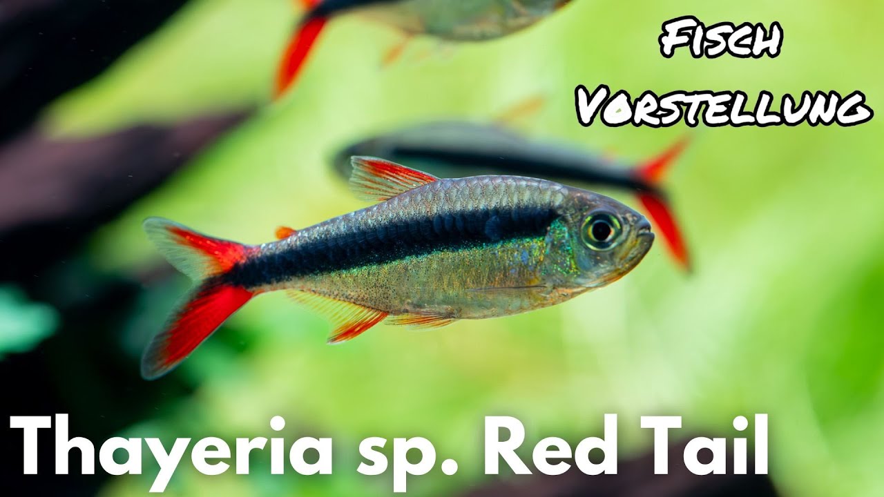 Thayeria sp. Red Tail Teles Pires - Rotflossen Schrägschwimmer | Liquid Nature Fisch Vorstellung