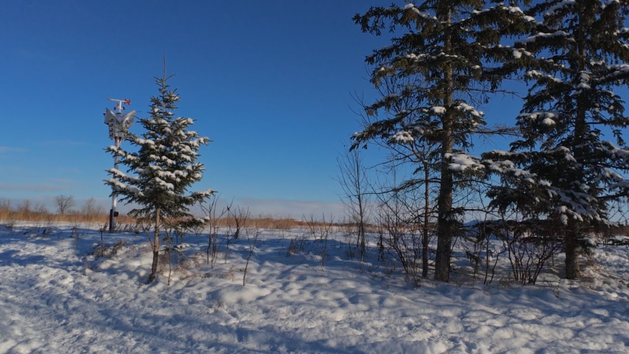 Transcona Community Bioreserve | A Quiet Winter Walk