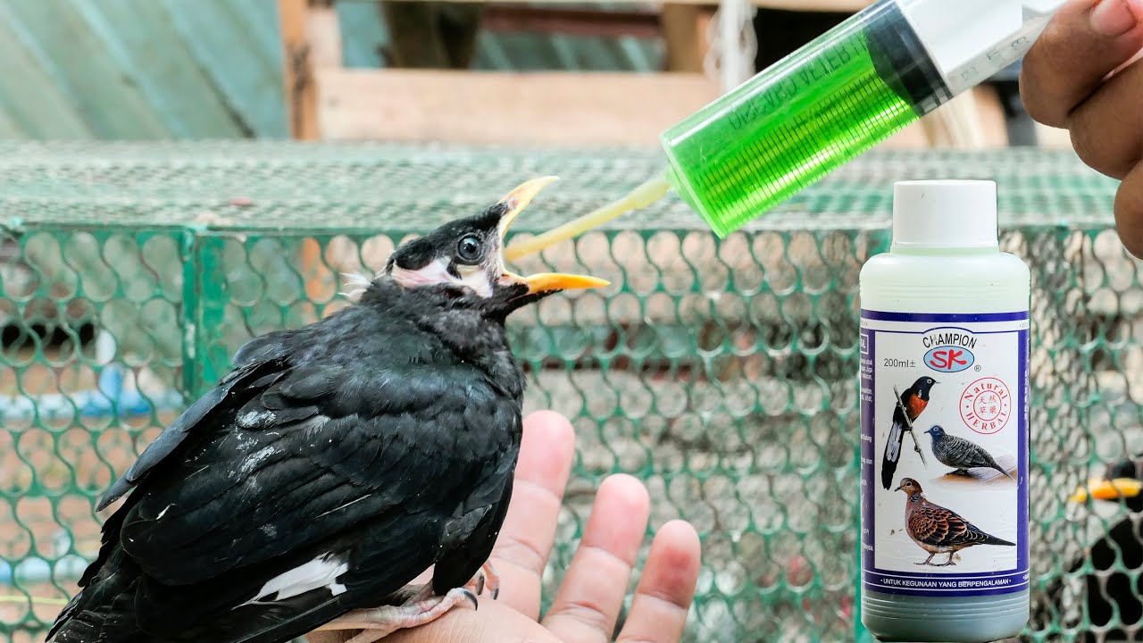 How to hand feed baby Hill Mynah birds