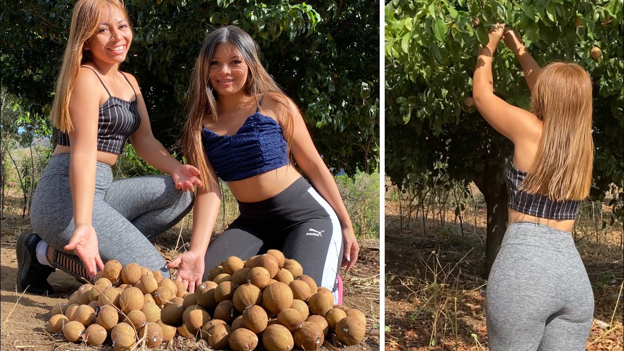 CORTAMOS NÍSPEROS GIGANTES EN EL CAMPO
