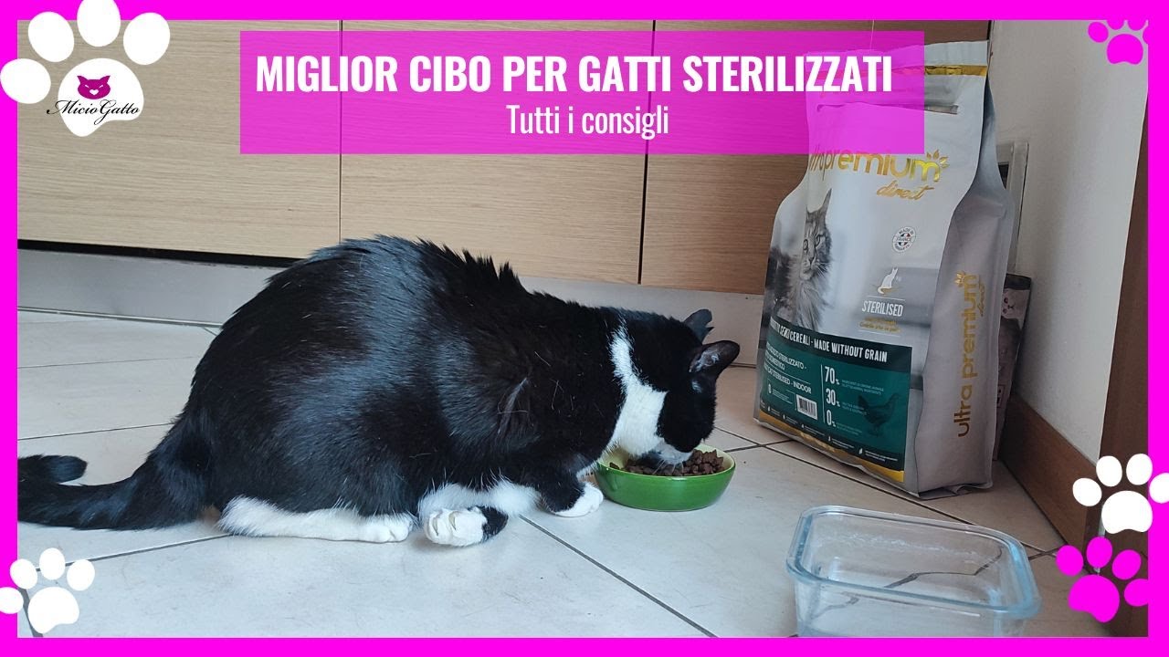 Miglior cibo per gatti sterilizzati, come scegliere?