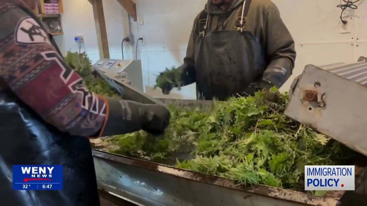 How proposed mass deportations and H-2A visa changes could disrupt U.S. farming