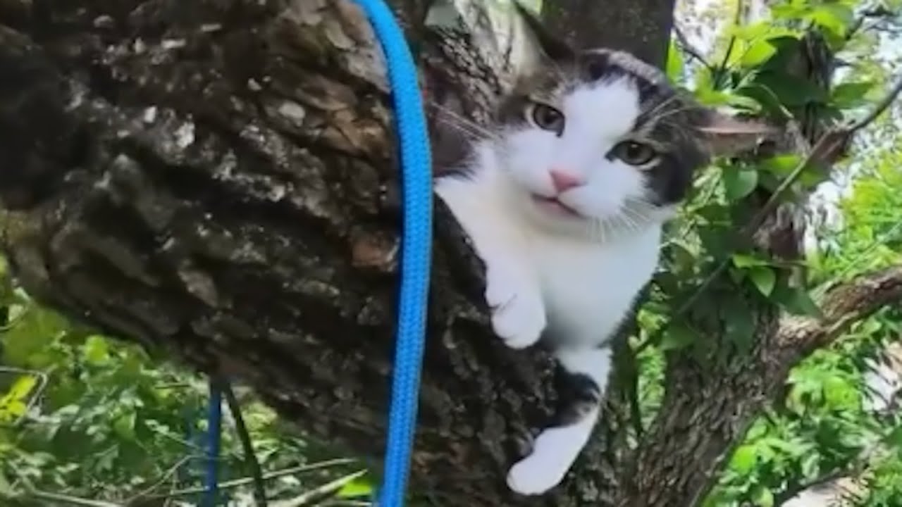 Man saves cat from tree. Can you guess cat's reaction?