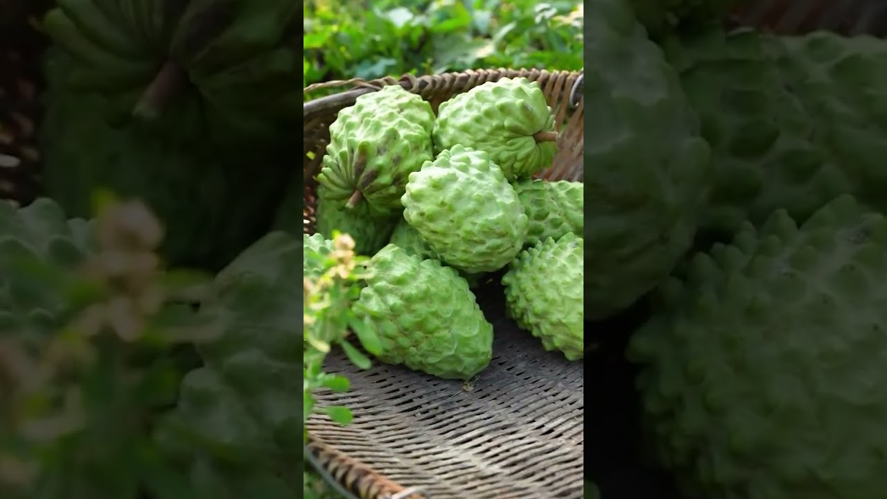 Annona, Cherimoya, Custard Apple, Sweetsop | Garden Diary | Gardener's Life