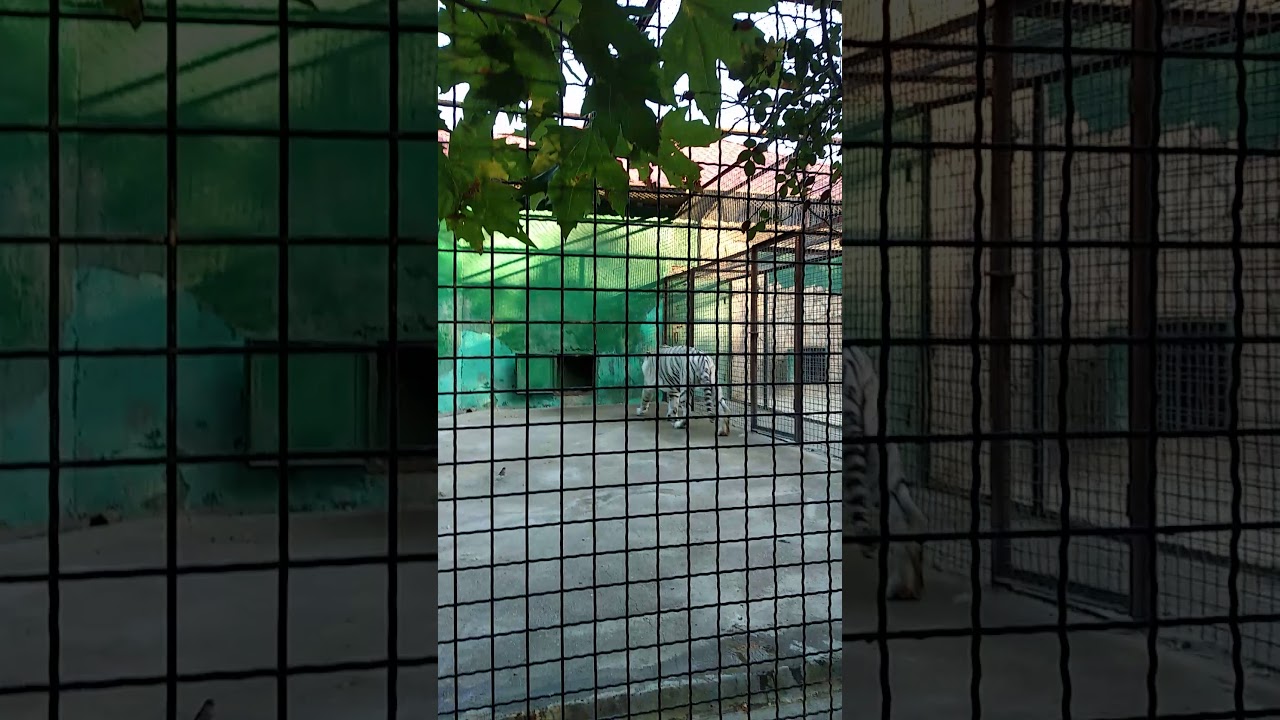 Тайга парк львов