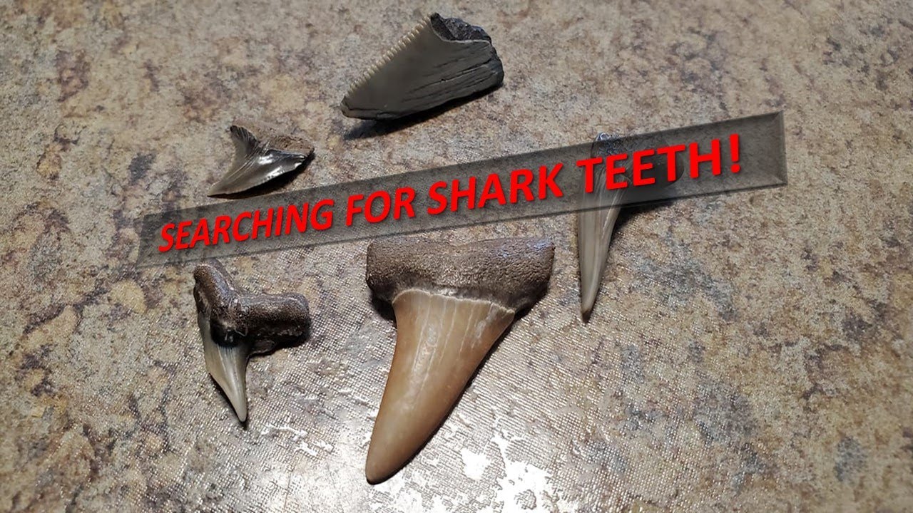 Shark Tooth Hunting at Fossil Beach