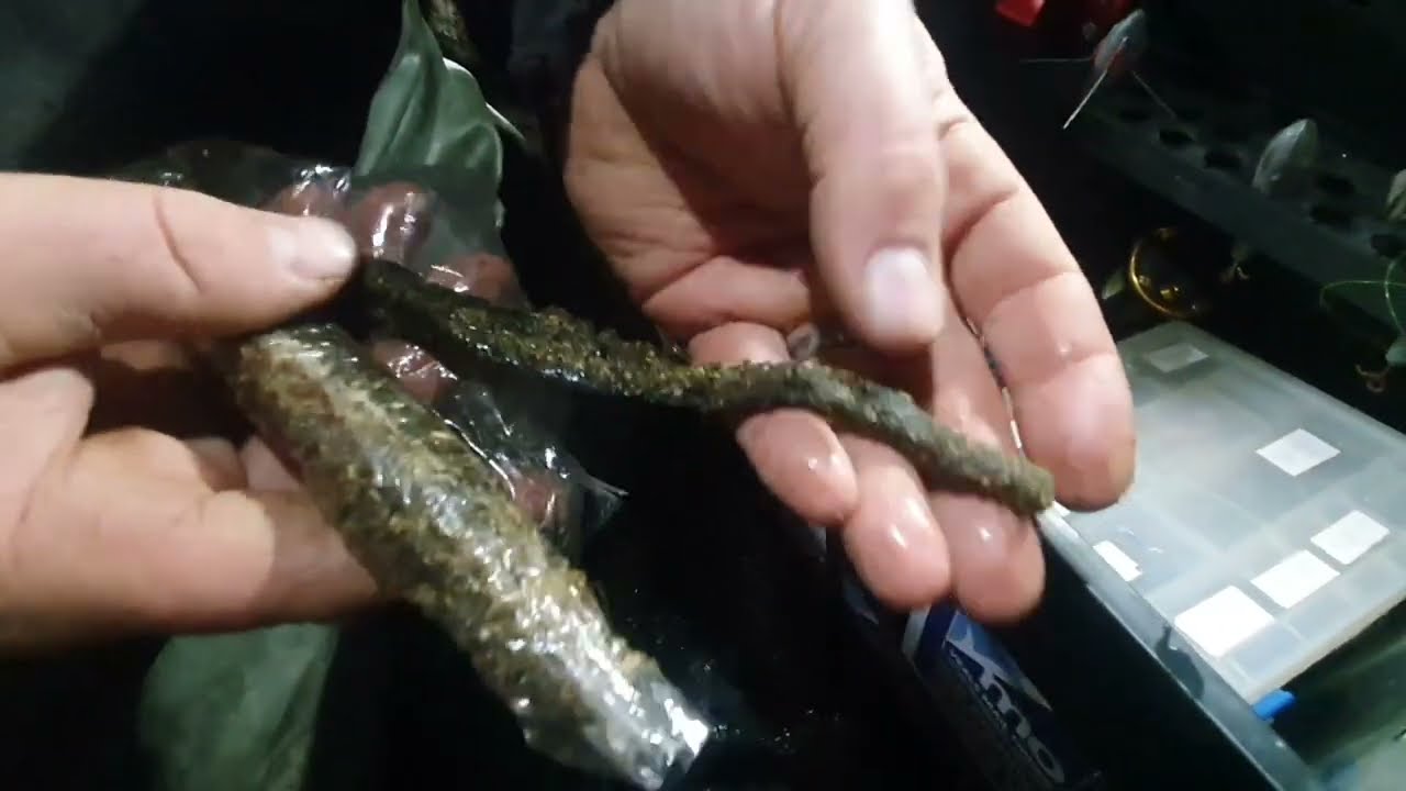Learn shore fishing//madmick gets interviewed by newbie angler// QnA time