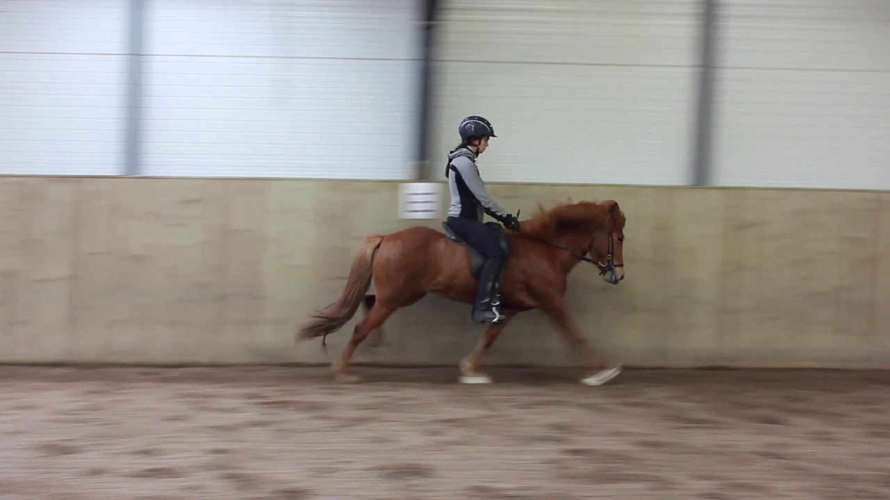 Þóra frá Hólum 1 price mare