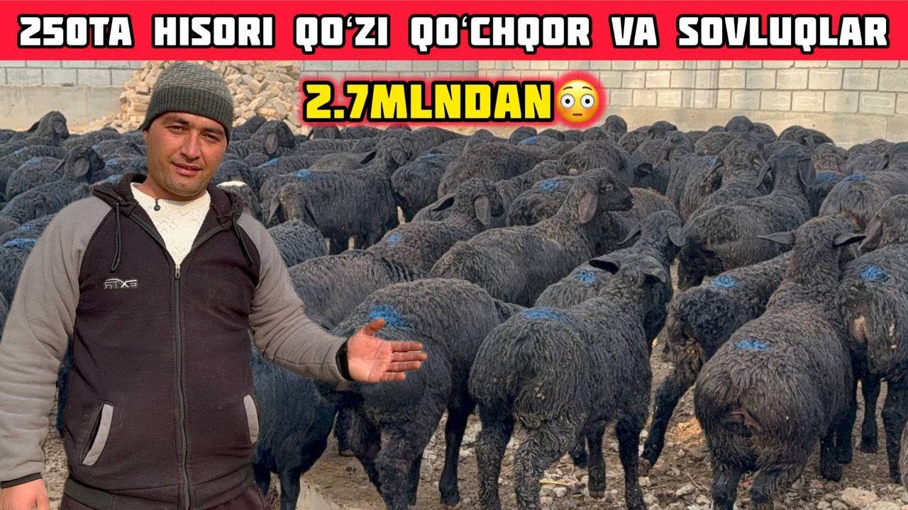 250ta Hisori Qoʻchqor va Sovluqlar,2.7mlndan Qoʻzilar Tanlab Oling