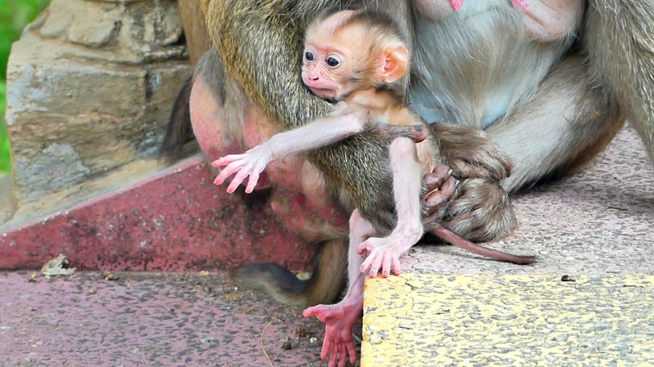 Now! Monkey Stephanie's little baby is starting to get more agile and stronger.