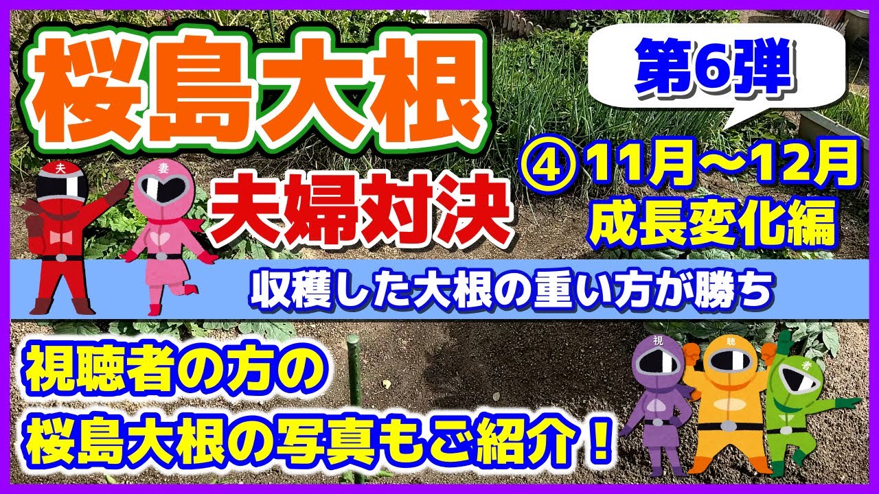 【桜島大根夫婦対決】2025-④  11月～12月成長変化編／視聴者の方の桜島大根の写真も紹介／音声付きで見てね！