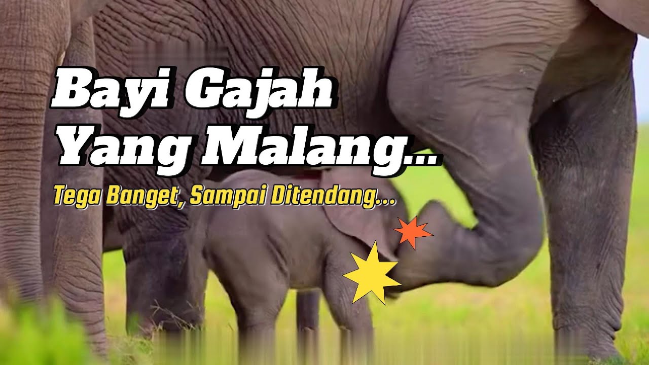 Kisah Sedih Eli, Seekor Gajah Kecil Yang Malang