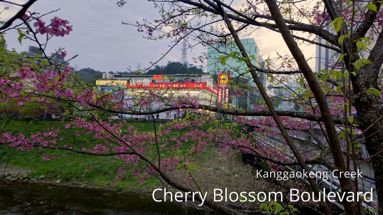 4K Taipei's Most Beautiful Cherry Blossom Stream | Kanggaokeng Creek Boulevard 🌸 Walkthrough