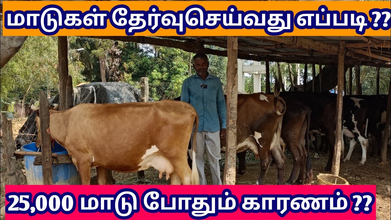 பால் மாடு தேர்வு செய்வது எப்படி ?? | மாடு தேர்ந்து எடுப்பது எப்படி | மாடு வாங்குவது எப்படி |பால்மாடு
