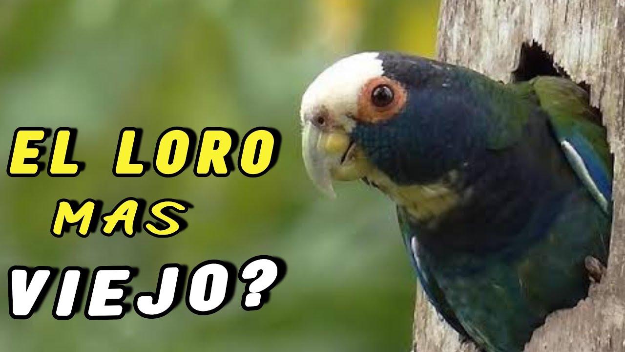 LORO SENIL o Cotorro Viejo! 😨🦜 ¿Cómo es? ¿Cuánto Vive?