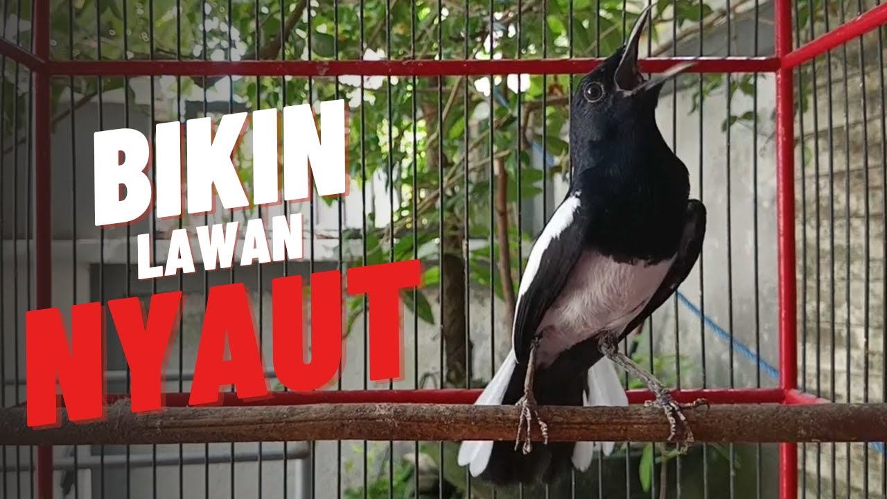 Suara Kacer Ngeplong gacor ini Cocok Buat Pancingan Kacer Lawan Langsung nyaut Gacor