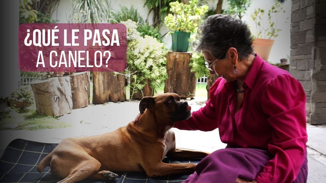 ¿Qué le pasa a Canelo? 🐶 | Jin Shin Jyutsu 🧘🏽‍♂️🧘🏼 | Cuentos para niños con enseñanza 📚