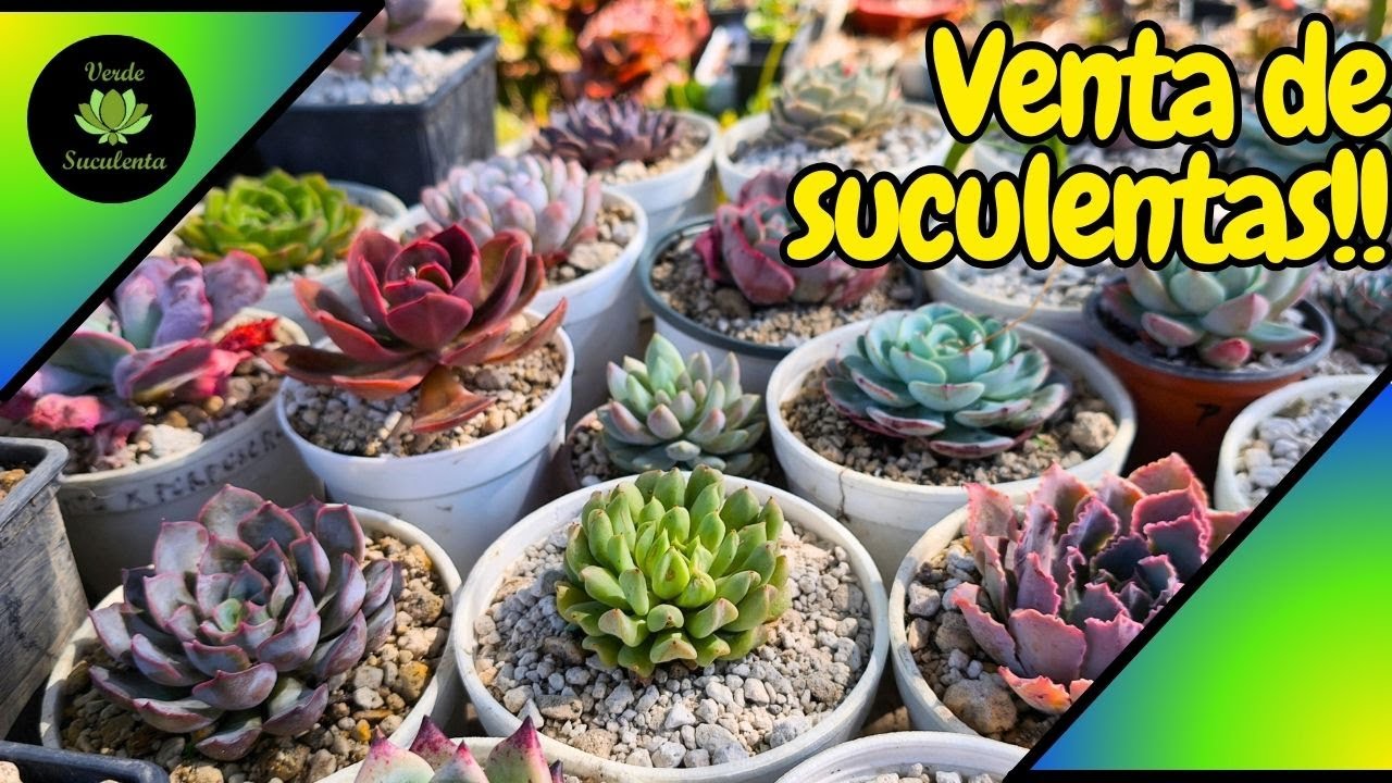 CATÁLOGO CERRADO. Venta de suculentas DICIEMBRE 2025. 🎄🌱❤️