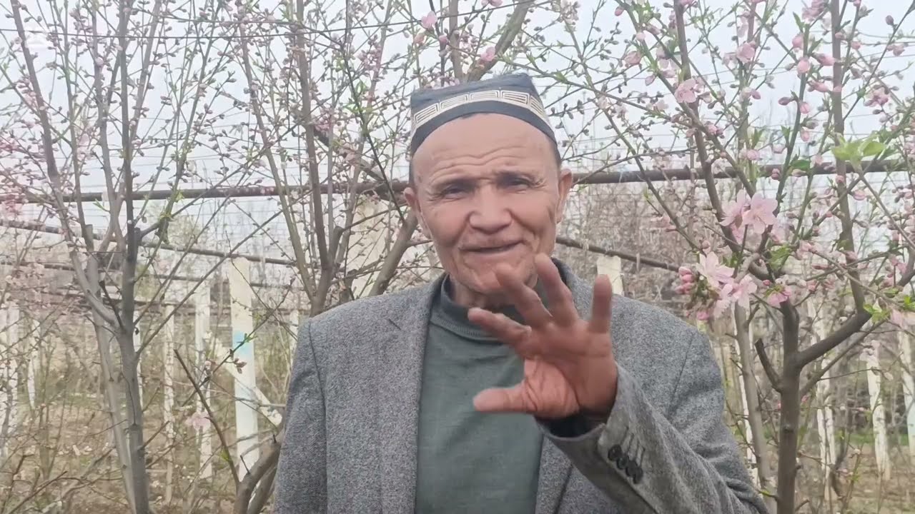 ШАФТОЛИГА Гулида ШАКИЛ бериш