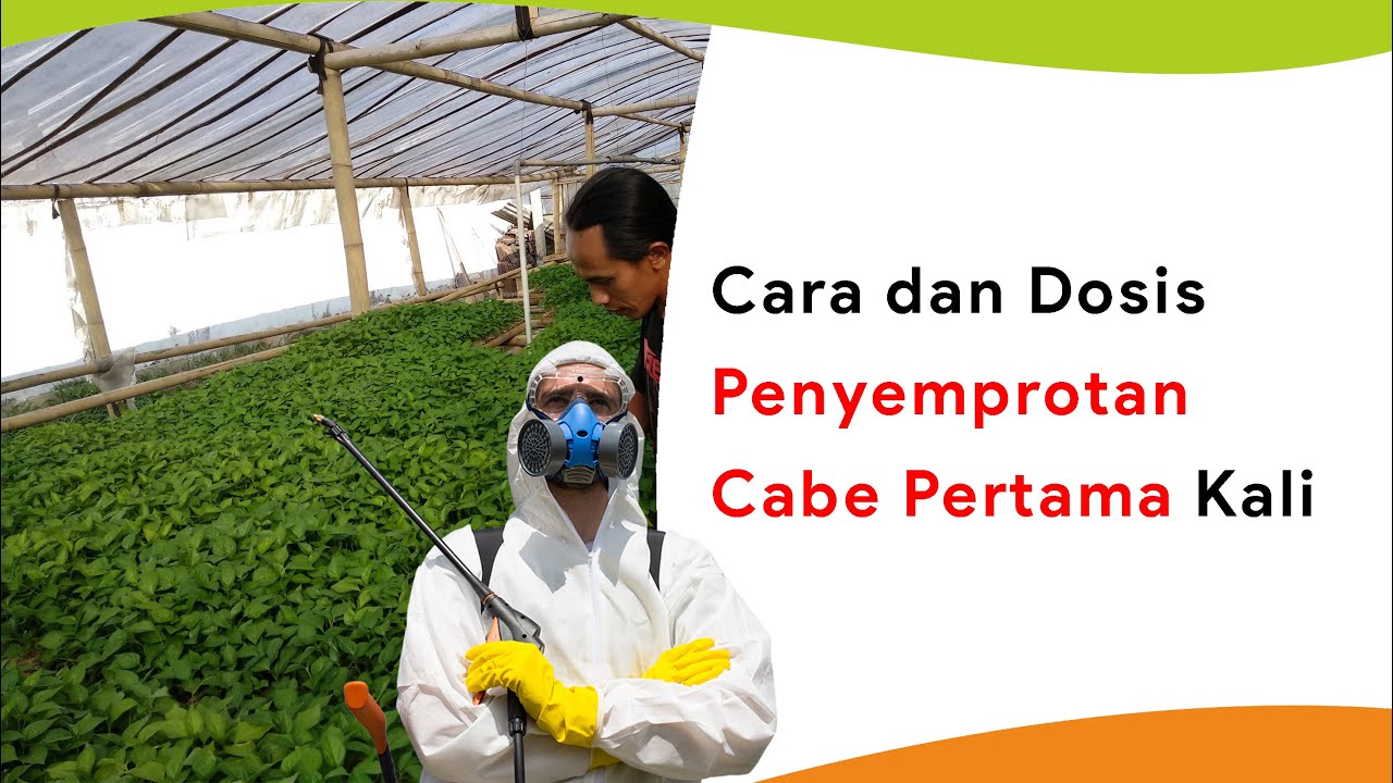 Anti Gagal Bebas Penyakit! Penyemprotan Pertama Bibit Tanaman Cabe di Persemaian