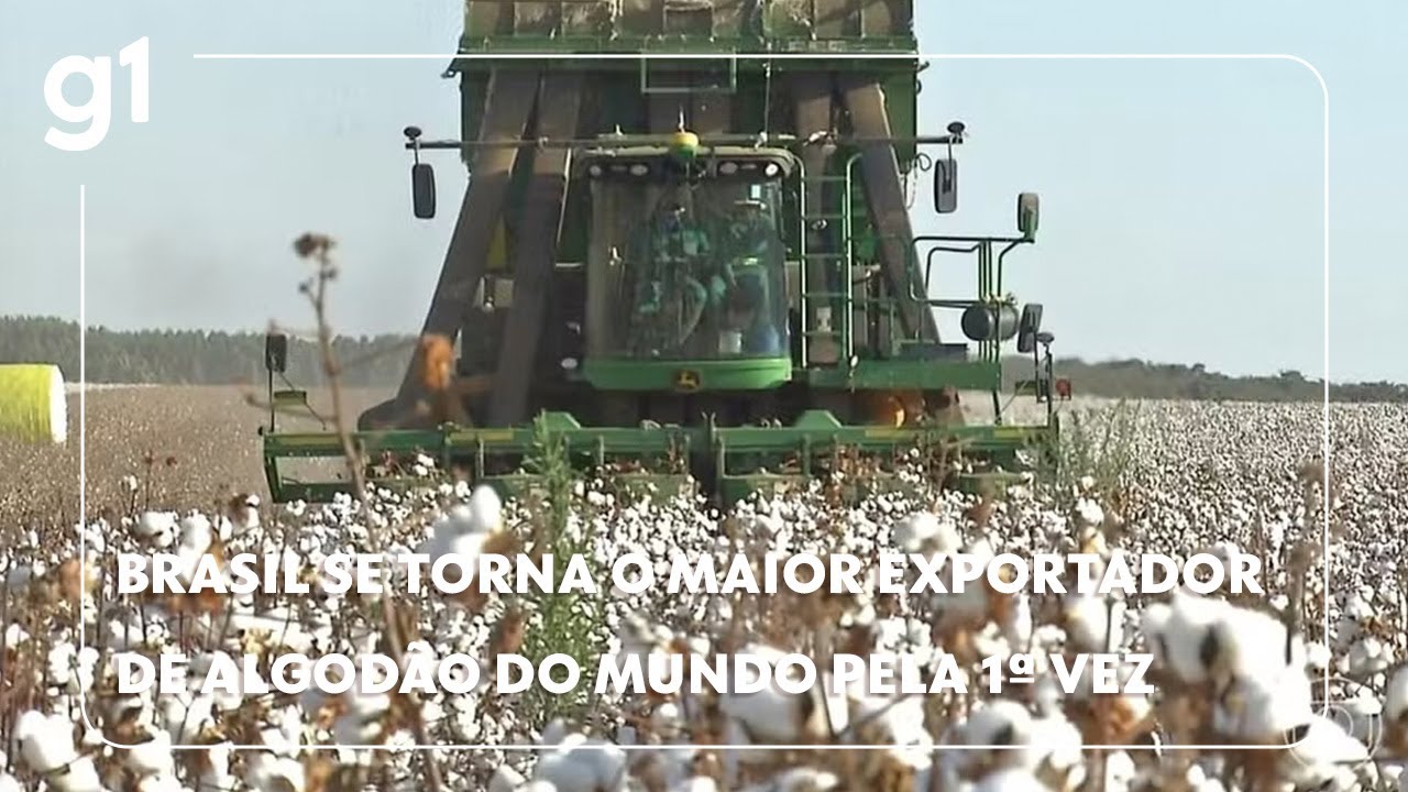 Com produ&ccedil;&atilde;o recorde, Brasil se torna o maior exportador de algod&atilde;o do mundo pela primeira vez #g1