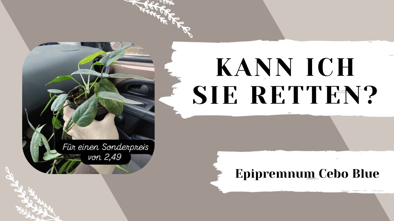 Ist sie noch zu Retten? 😱 Stecklinge schneiden und bewurzeln. Epipremnum Cebo Blue