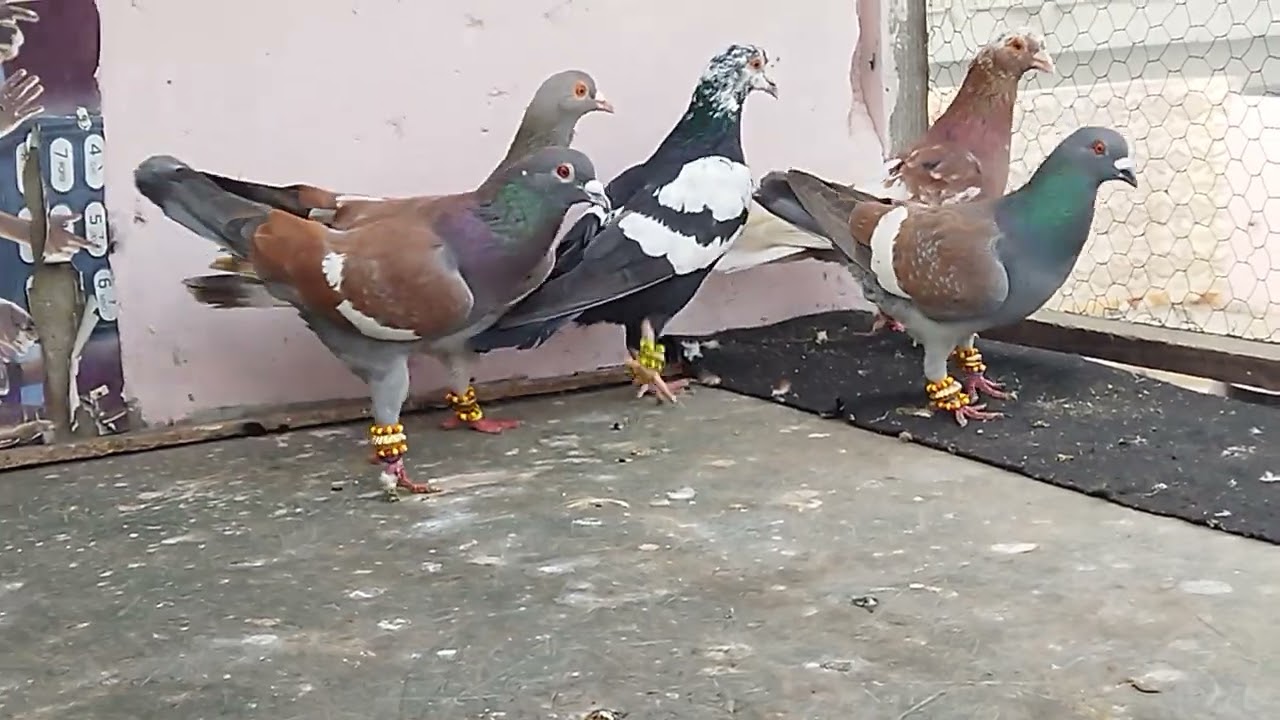 sale in dilli 9810349033