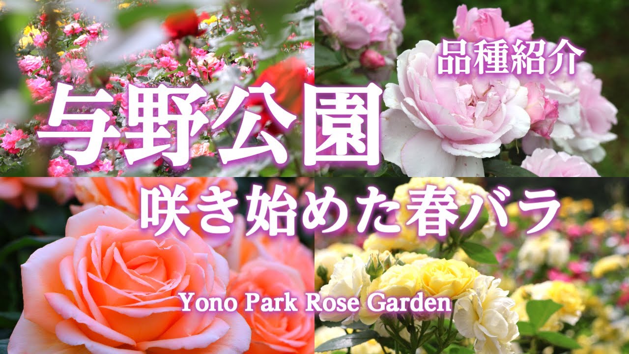 与野公園 咲き始めた春バラ 30品種紹介/Yono Park Rose Garden/May 6, 2024/4K