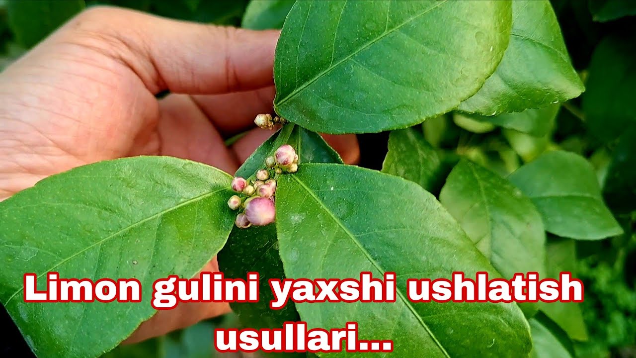 Limon daraxti gullaganda nimalarga e'tibor berish kerak va gulini ushlatish uchun vitaminlar...