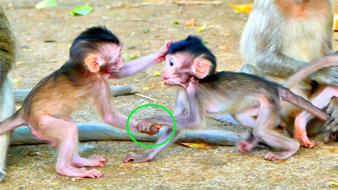 LIVE:Amazingly....Ah sweetie babies EMOLY holding hand together with friendships