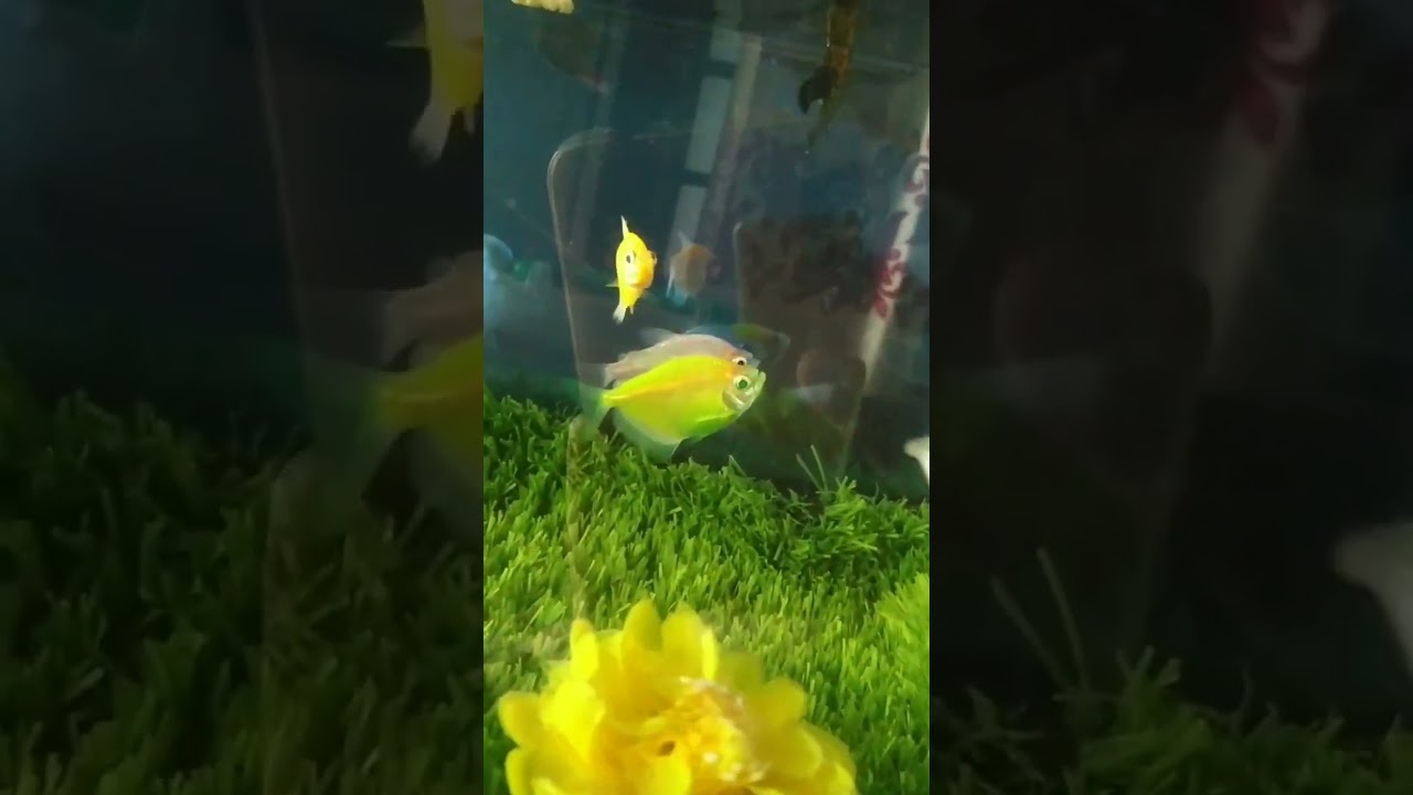 Green tetra, green eye💚 #shorts