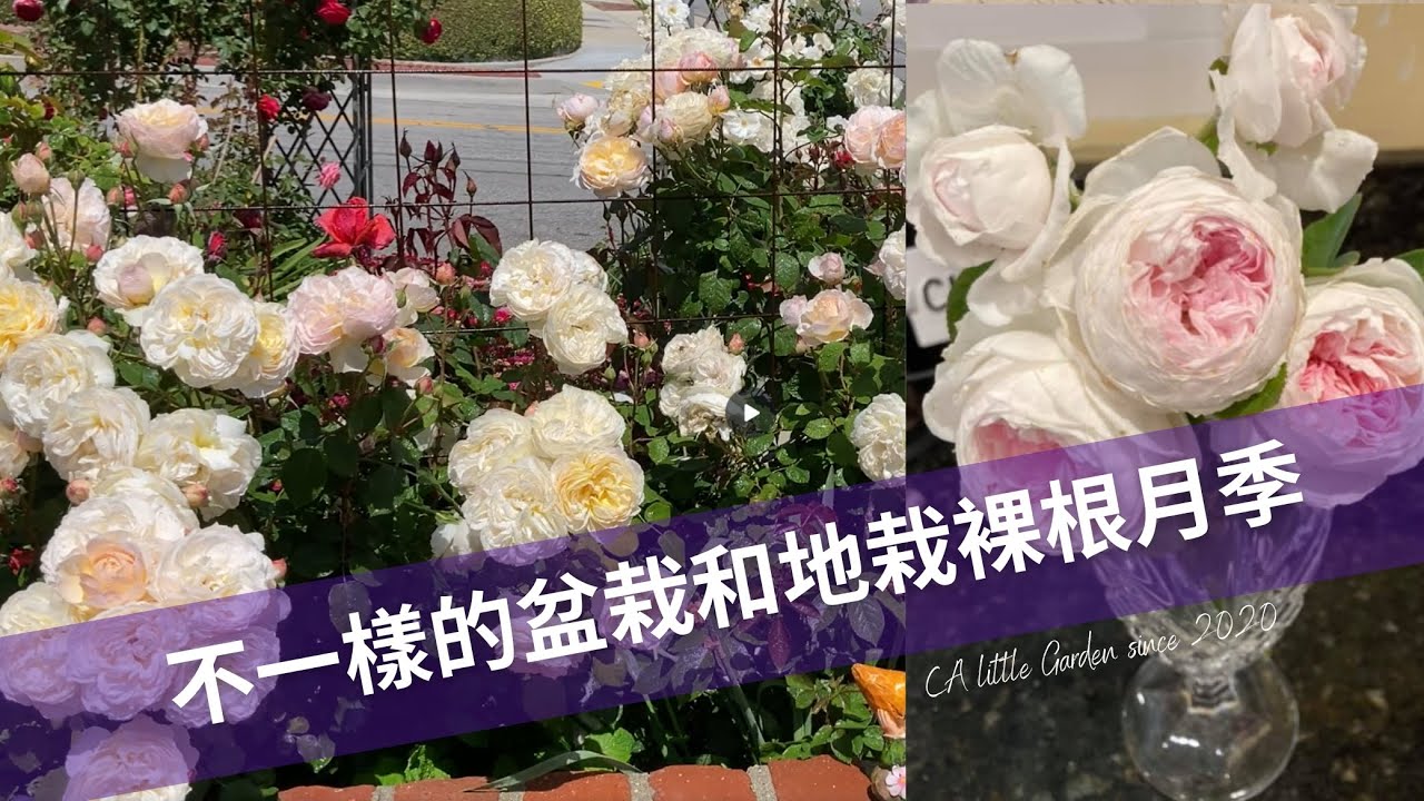 如何同時盆栽，地栽多棵裸根月季苗塵世天使/Earth Angel roses and 巴黎月光/Moonlight in Paris roses